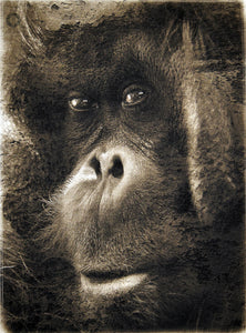 Orangutan Portrait ( 15.8" x 23.6" )